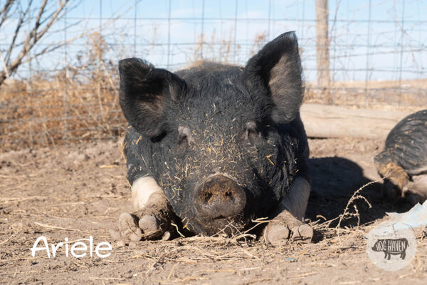 Meet the Pigs - Hog Haven Farm