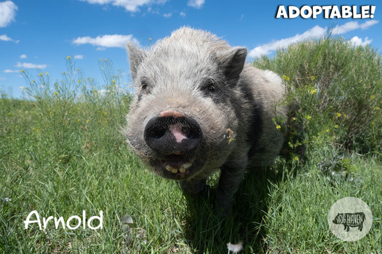 Meet the Pigs - Hog Haven Farm