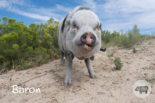 Meet the Pigs - Hog Haven Farm