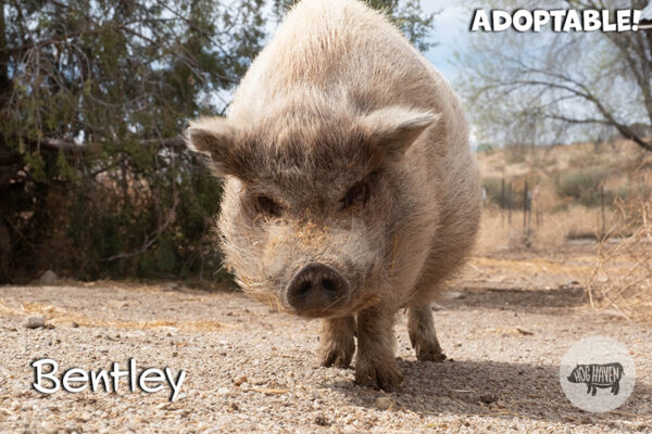 Meet the Pigs - Hog Haven Farm