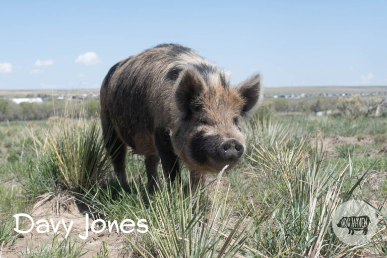 Meet the Pigs - Hog Haven Farm