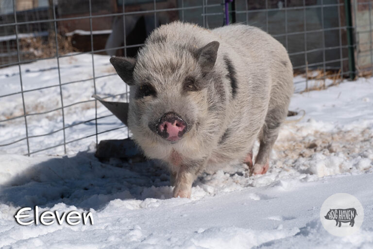 Meet the Pigs - Hog Haven Farm