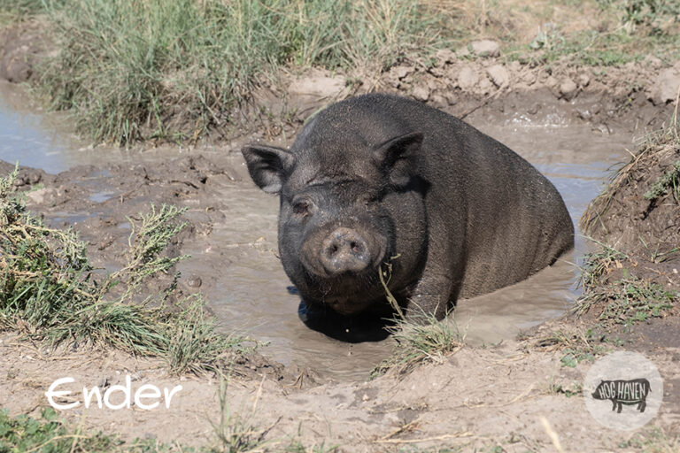 Meet the Pigs - Hog Haven Farm